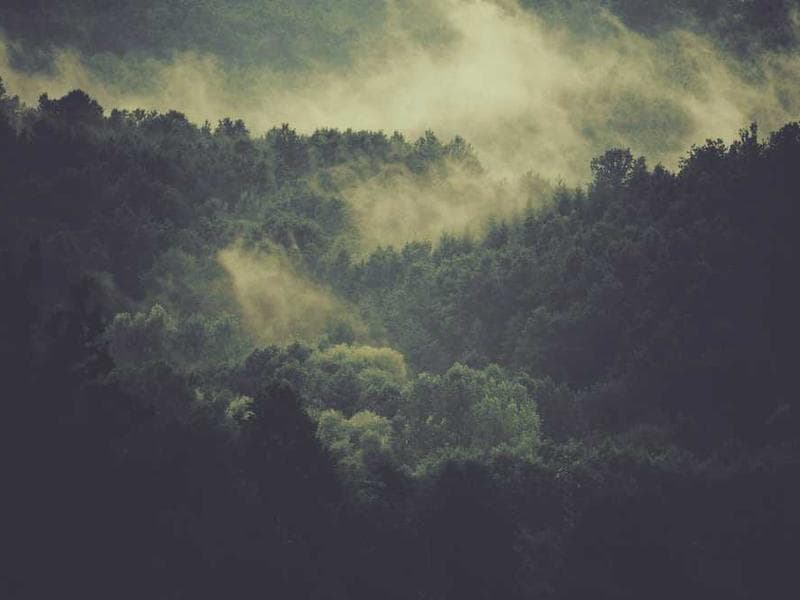 2025년 타투 트렌드: 미니멀리즘과 자연 모티브